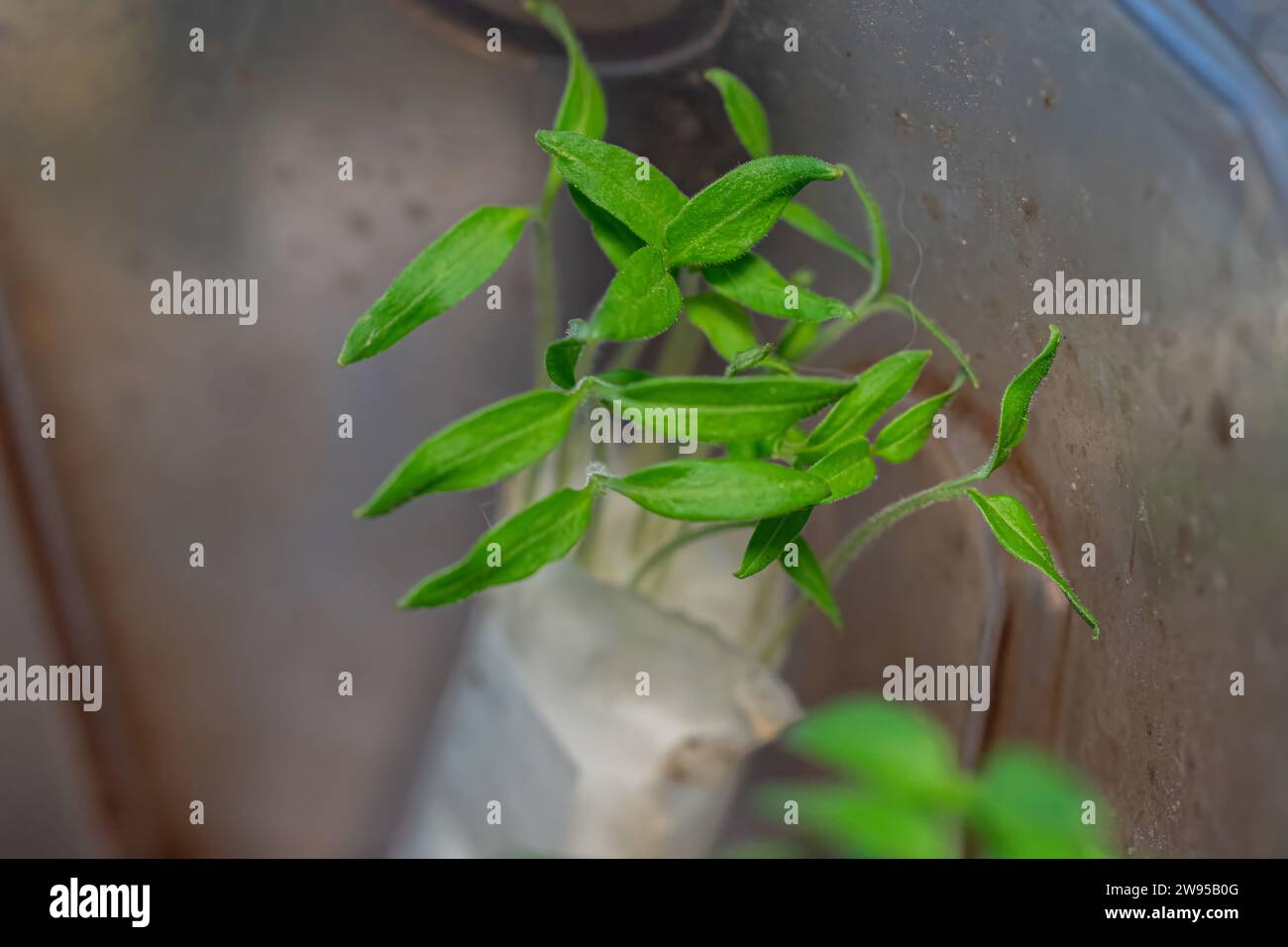Germination of seedlings in paper. Seed planting methods by farmers for