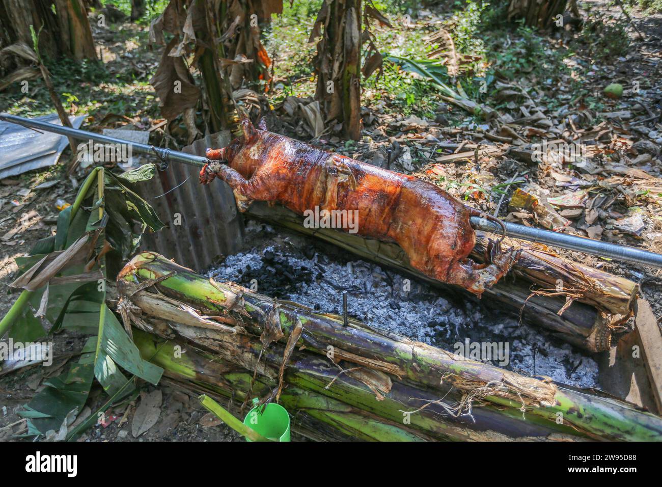 Calamba, Philippines. December 24, 2023 : Filipinos preparing suckling pig in rural style, onions/lemongrass stuffed, roasted over charcoal framed by banana tree trunks in forest. Known as lechon, it's a staple of holidays celebrations in the Christmas-obsessed Philippines. Leftovers will be made into a vinegar stew. Farmer say: 'Lechon has always been a luxury out of reach for many Pinoys (from $100 to $250). Before, we bought it from suppliers. With inflation, we can't afford. We resumed our practice of preparing/cooking it ourselves, old-fashioned way'. Credit: Kevin Izorce/Alamy Live News Stock Photo