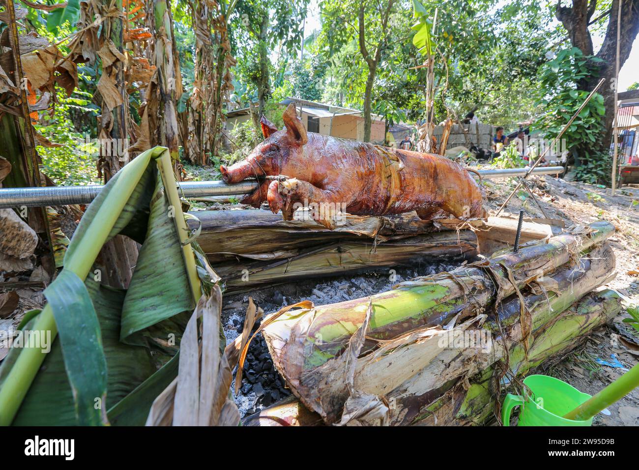 Calamba, Philippines. December 24, 2023 : Filipinos preparing suckling pig in rural style, onions/lemongrass stuffed, roasted over charcoal framed by banana tree trunks in forest. Known as lechon, it's a staple of holidays celebrations in the Christmas-obsessed Philippines. Leftovers will be made into a vinegar stew. Farmer say: 'Lechon has always been a luxury out of reach for many Pinoys (from $100 to $250). Before, we bought it from suppliers. With inflation, we can't afford. We resumed our practice of preparing/cooking it ourselves, old-fashioned way'. Credit: Kevin Izorce/Alamy Live News Stock Photo