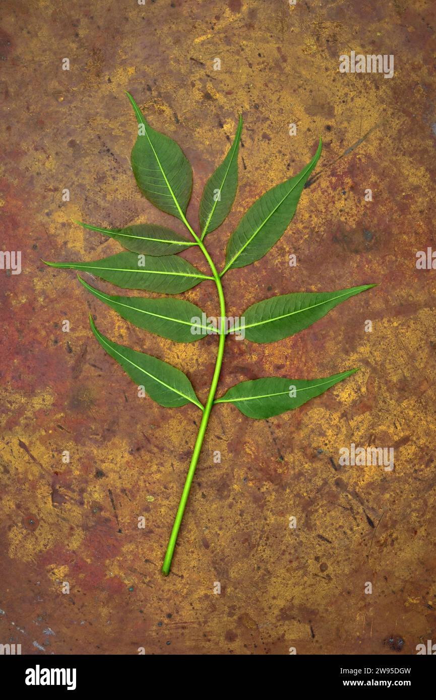 Single fresh green leaf with nine leaflets of Common ash or Fraxinus