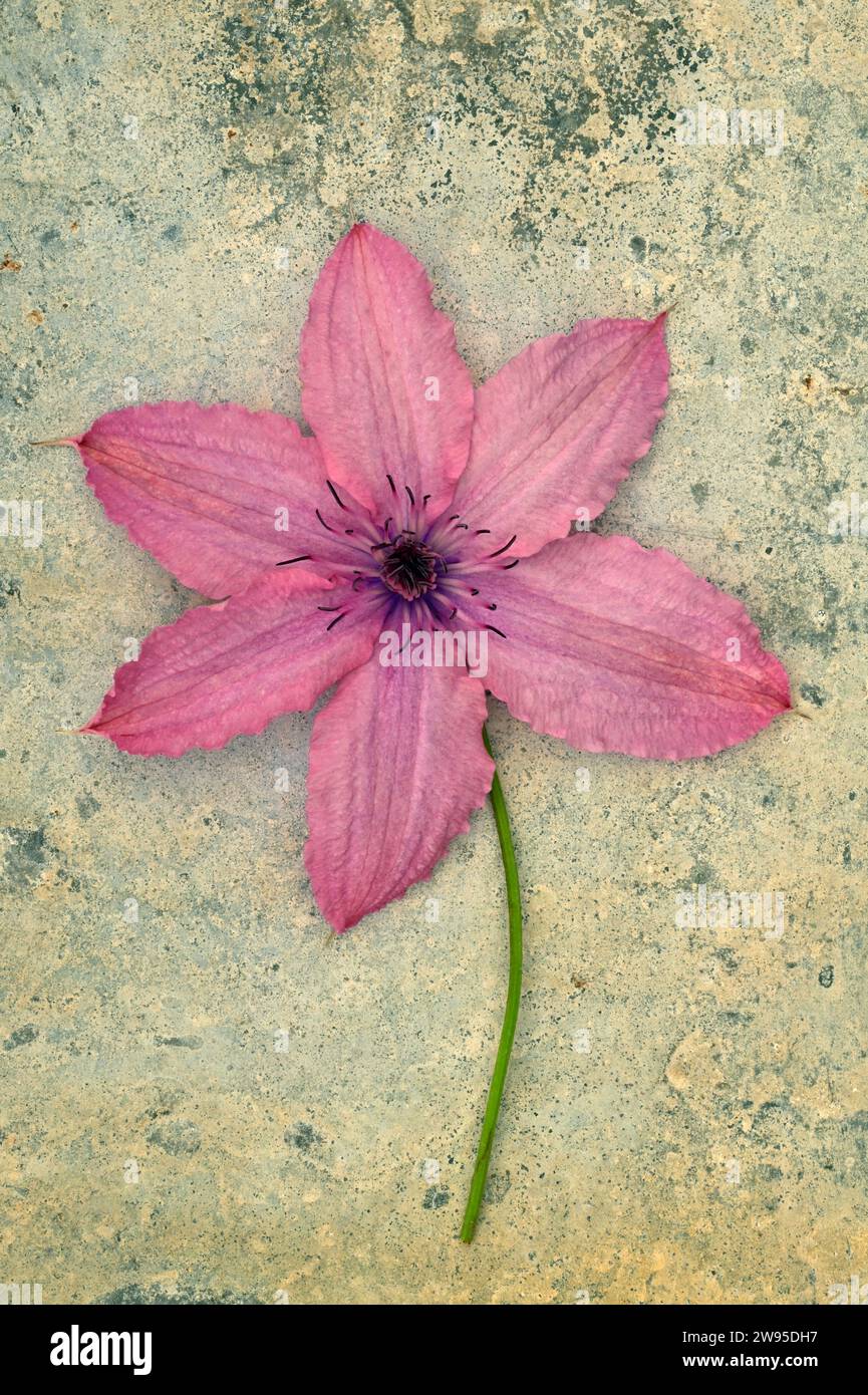 Single deep pink flower of Clematis Hagley hybrid lying with its stalk on tarnished metal Stock Photo