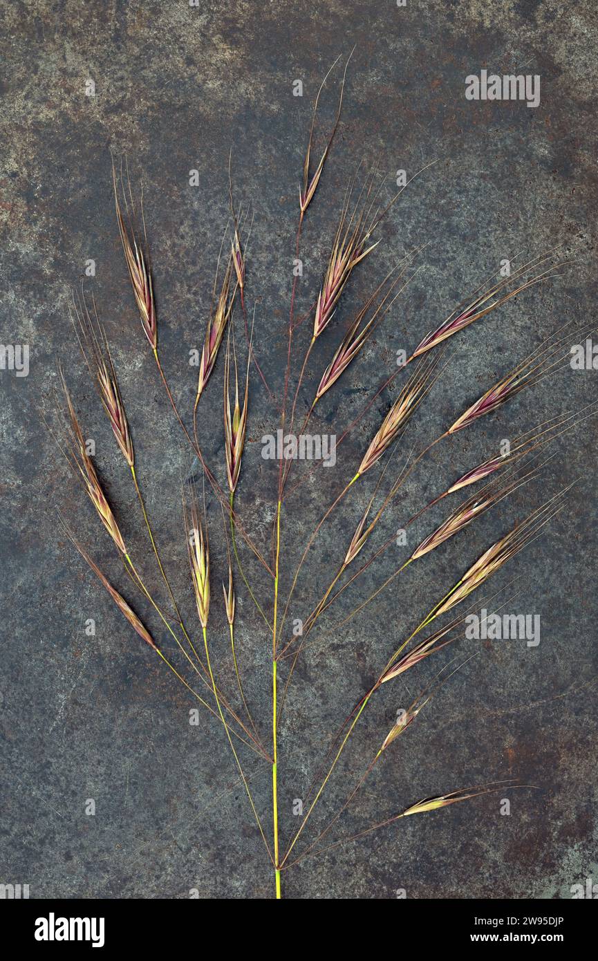 Mature seedhead of Barren brome grass or Bromus sterilis lying on tarnished metal Stock Photo