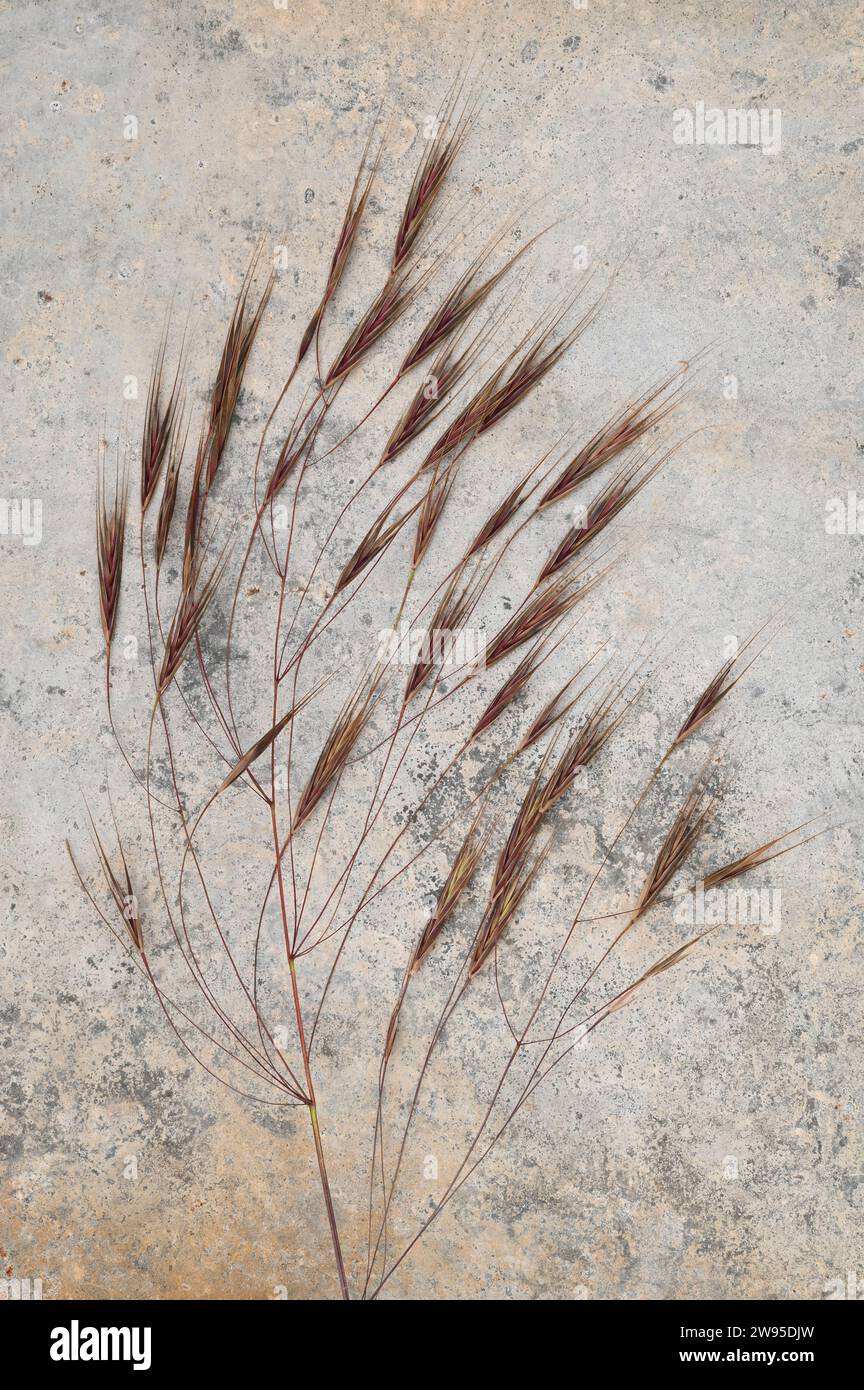 Mature seedhead of Barren brome grass or Bromus sterilis lying on tarnished metal Stock Photo