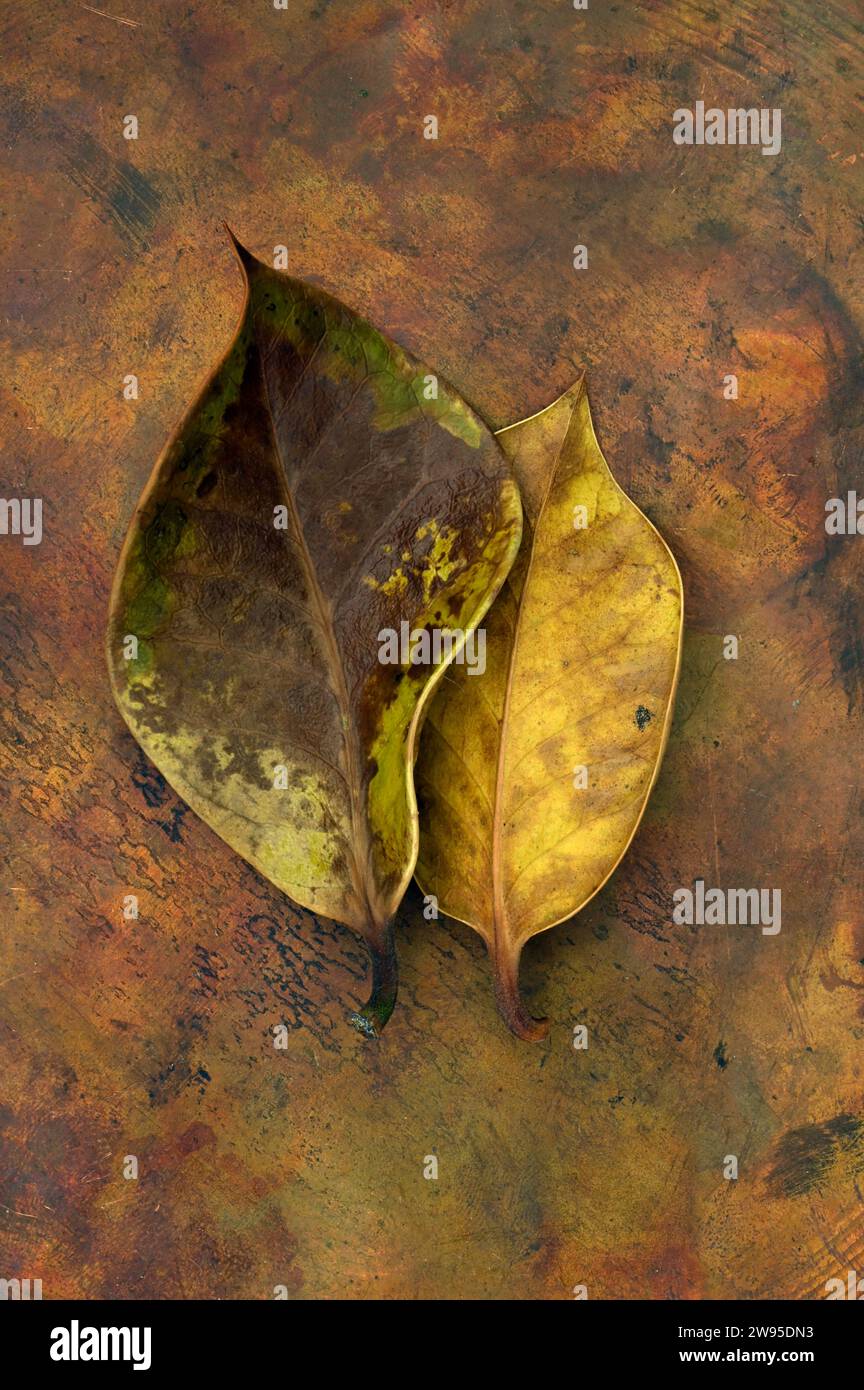 Two dying yellow and brown smooth curling leaves of Holly or Ilex aquifolium lying on tarnished copper Stock Photo