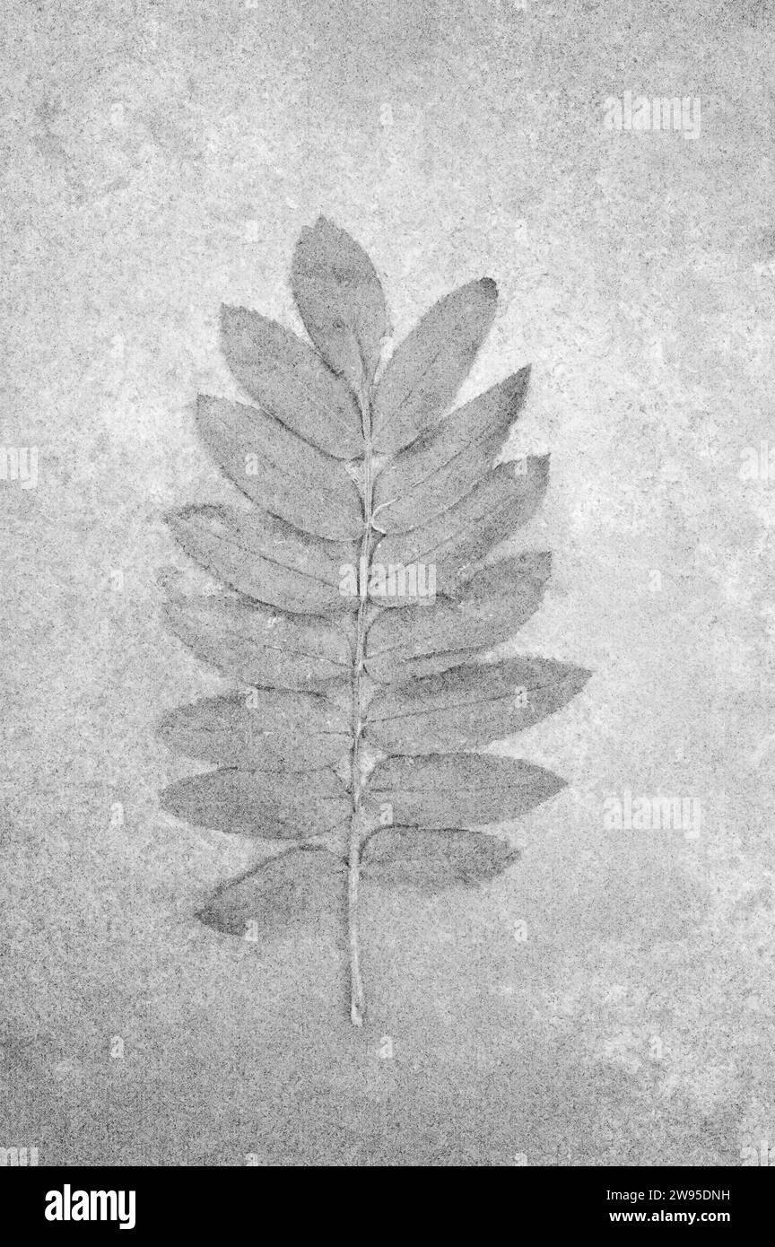 Soft and pencil like black and white image of leaf of Rowan or Mountain