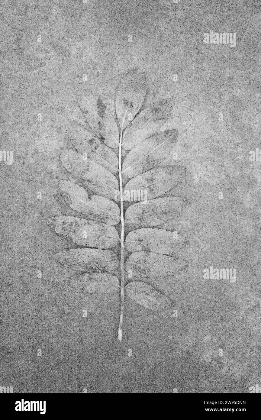 Soft and pencil like black and white image of leaf of Rowan or Mountain