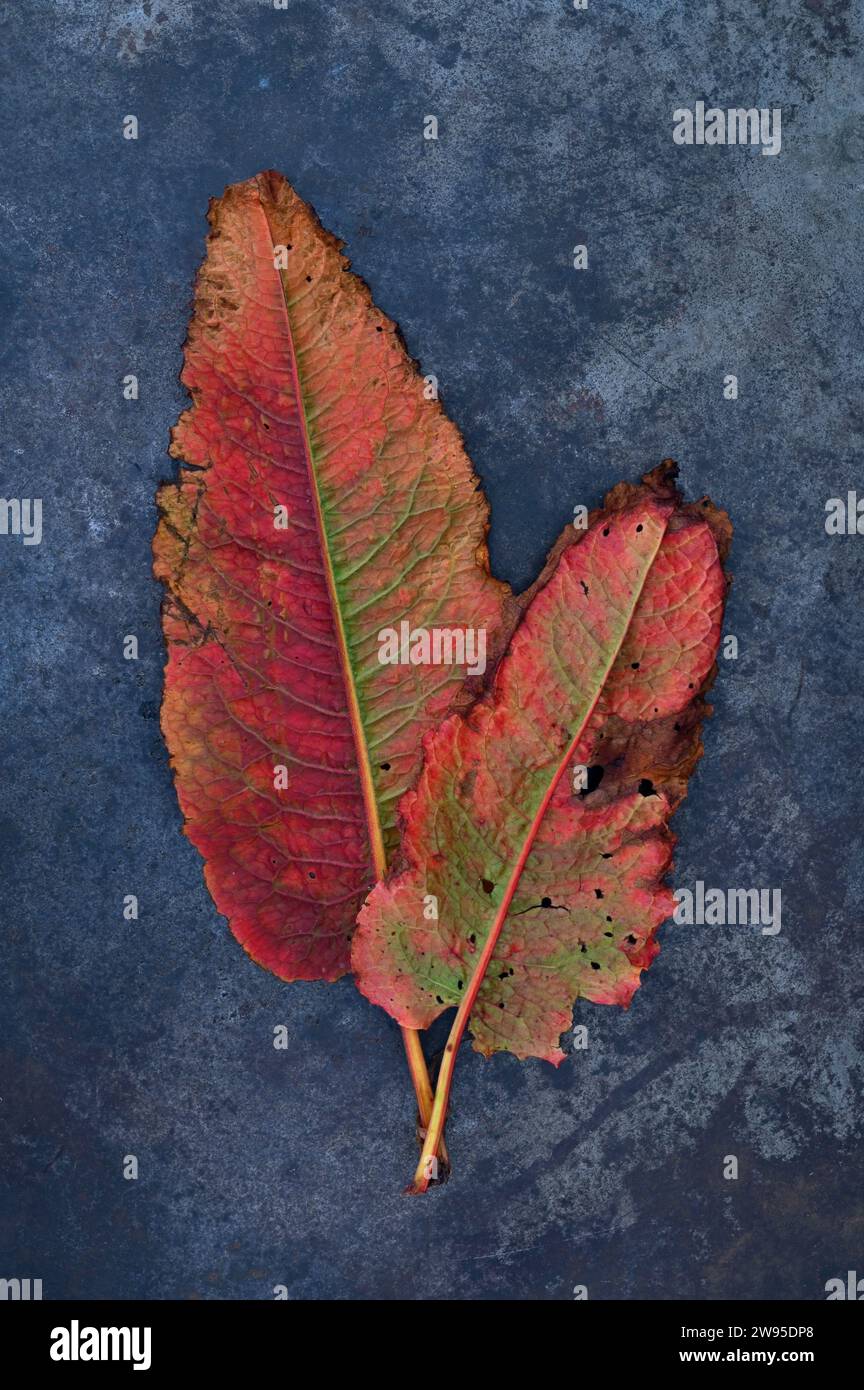 Two scarlet red and green leaves of Broad leaved dock or Rumex obtusifolius lying on tarnished metal Stock Photo