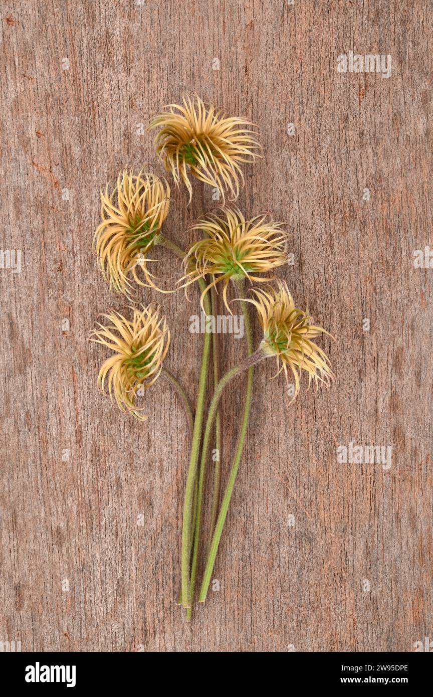Five stalks and mature hairy seedheads of Clematis Hagley hybrid lying on wood Stock Photo