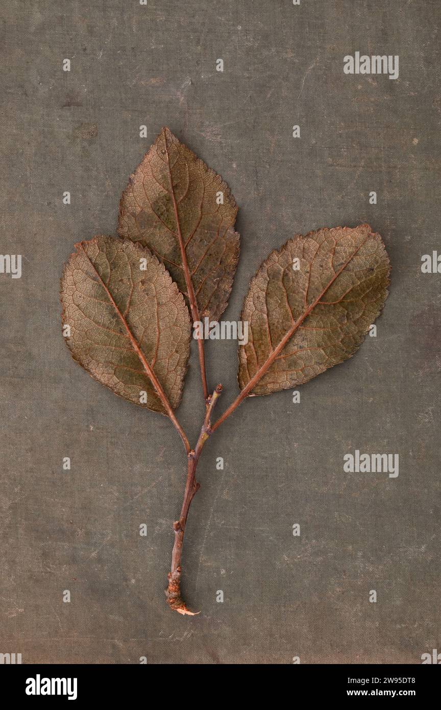 Three chestnut brown leaves of Blackthorn or Prunus spinosa on twig lying face down on linen board Stock Photo
