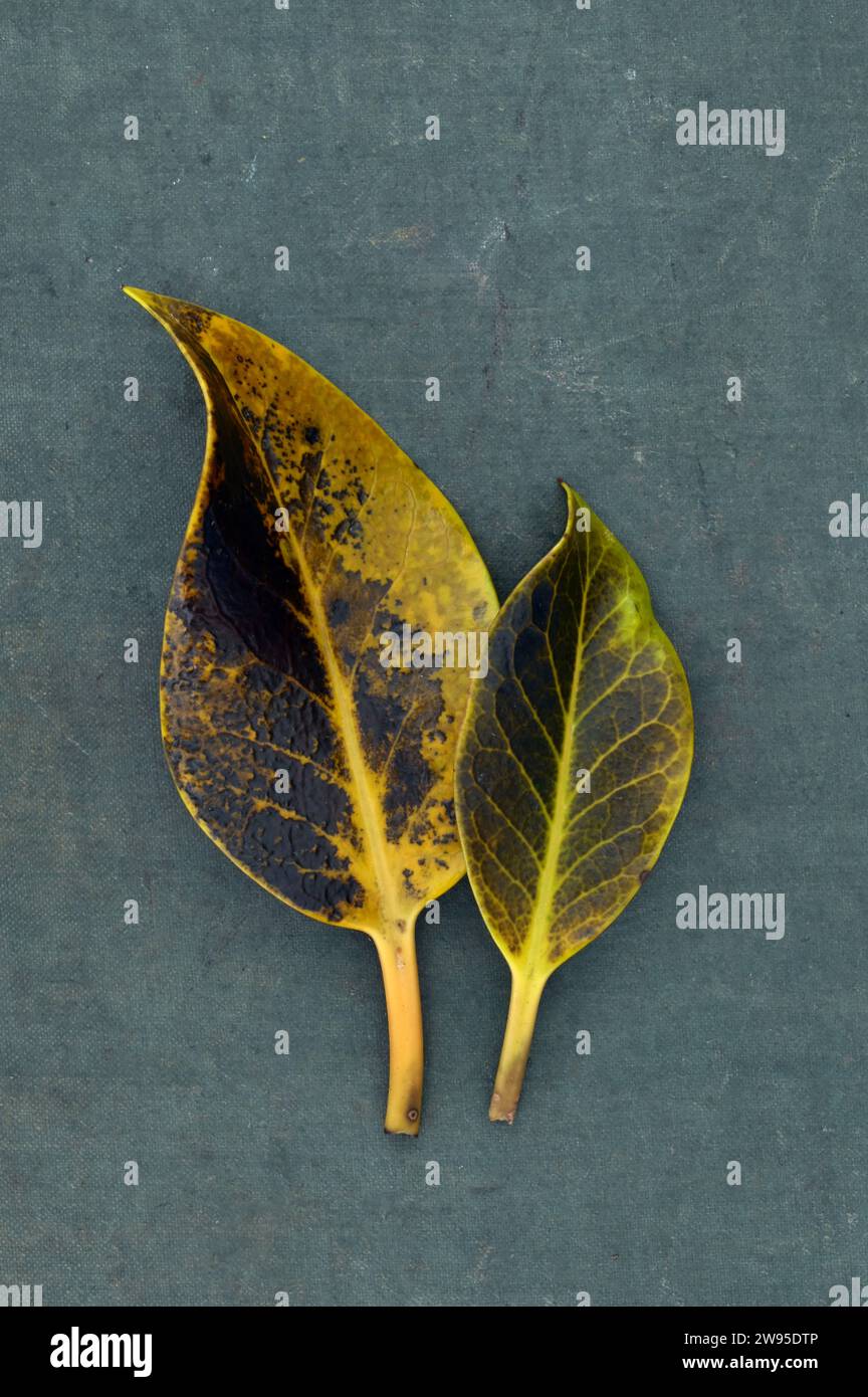 Two drying yellow and green smooth curling leaves of Holly or Ilex aquifolium lying on linen baord Stock Photo