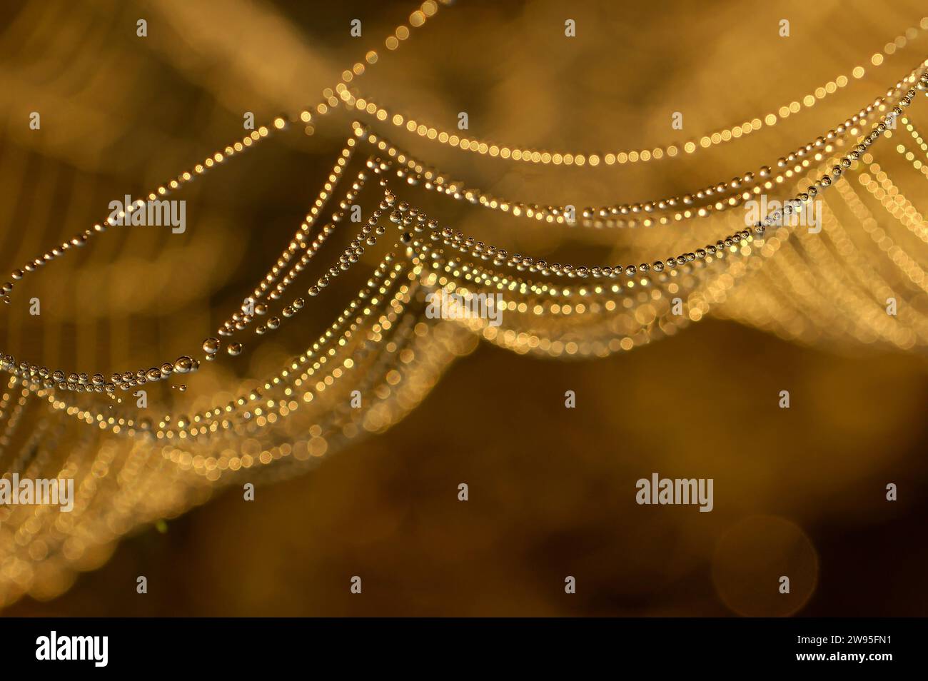 Web of the sheet weaver (Linyphiidae), spider web wetted by morning dew, North Rhine-Westphalia, Germany Stock Photo