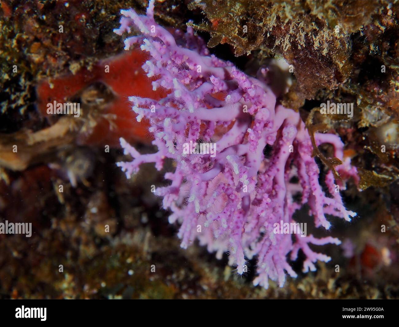 Filigree coral (Stylaster roseus), soft coral, dive site Coral Garden, Puerto Viejo de Talamanca, Limon, Costa Rica, Caribbean, Atlantic, Central Stock Photo