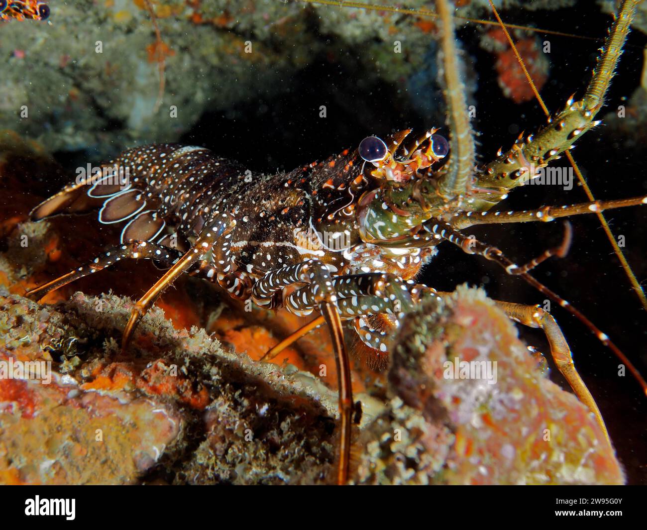 Guinea chick crayfish (Panulirus guttatus), dive site Coral Garden, Puerto Viejo de Talamanca, Limon, Costa Rica, Caribbean, Atlantic, Central America Stock Photo