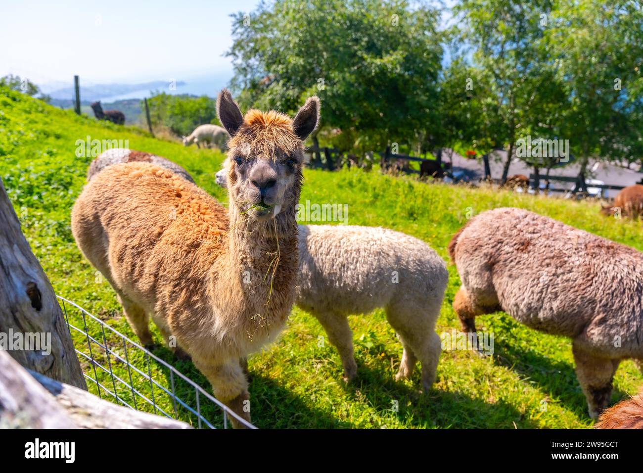 Portraits on a farm of Alpacas, raised in the wild for wool that is similar to sheep Stock Photo