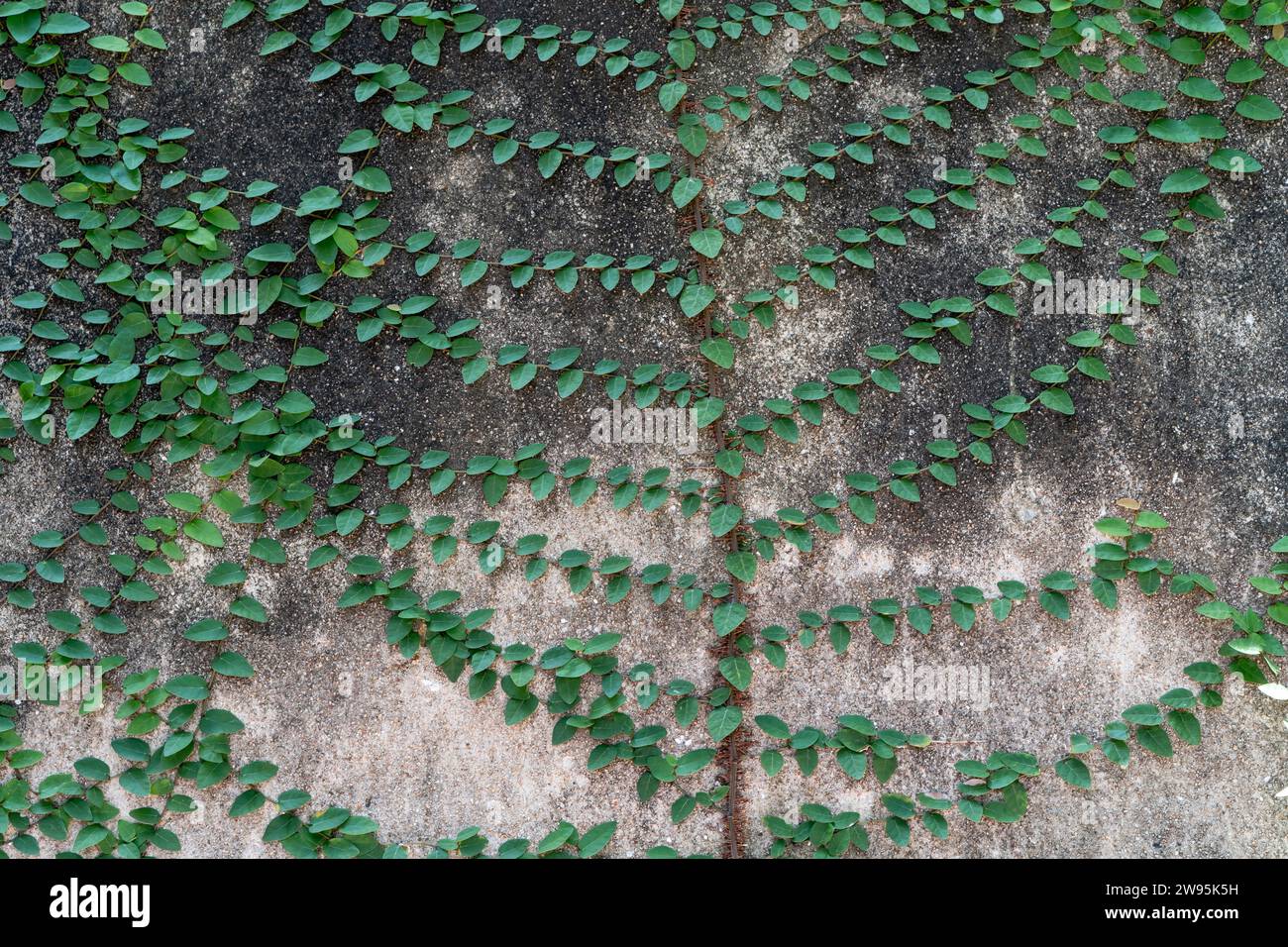 Green climber or creeper is climbing on old dirty concrete wall used for natural background or texture. Stock Photo