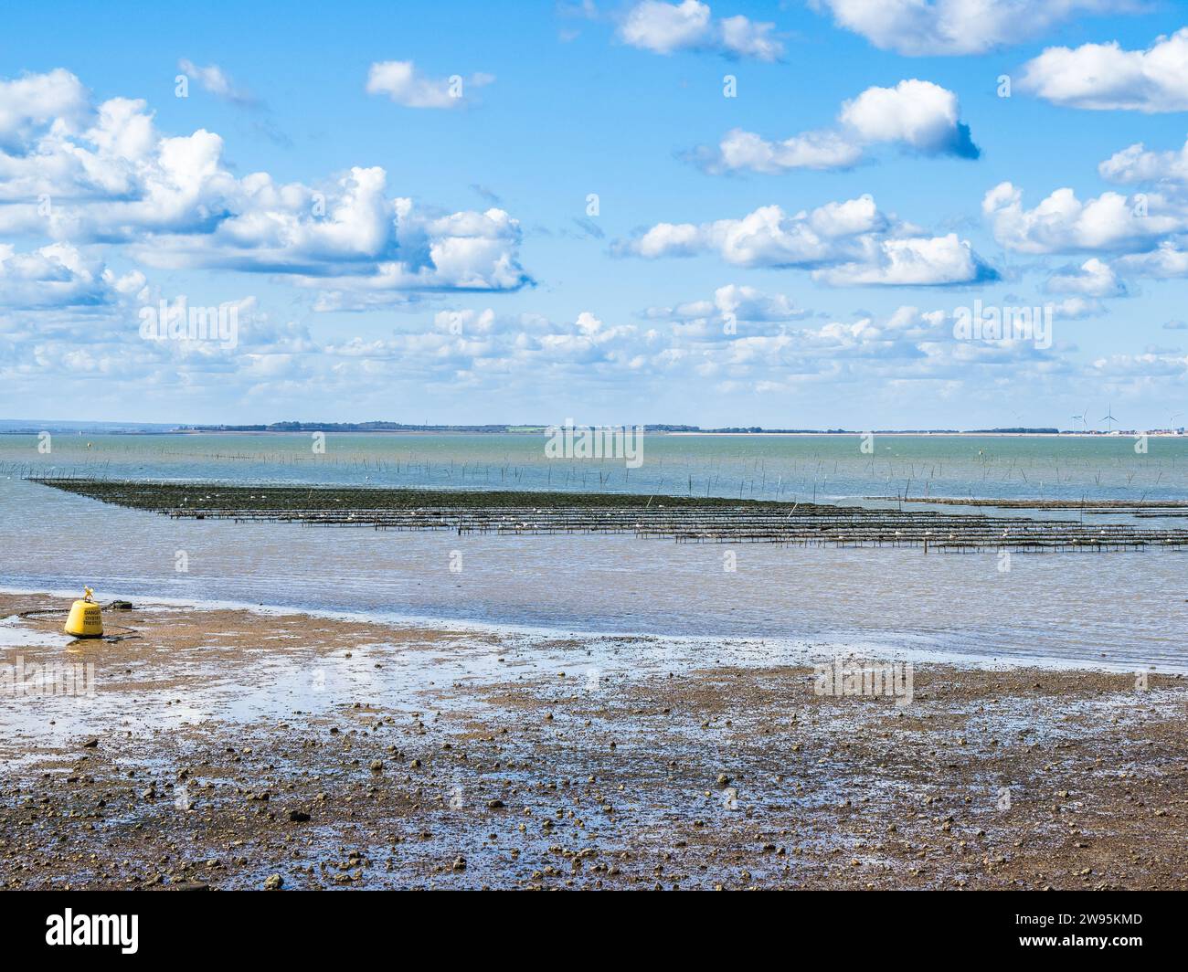 Oyster beds at Whitstable Stock Photo Alamy