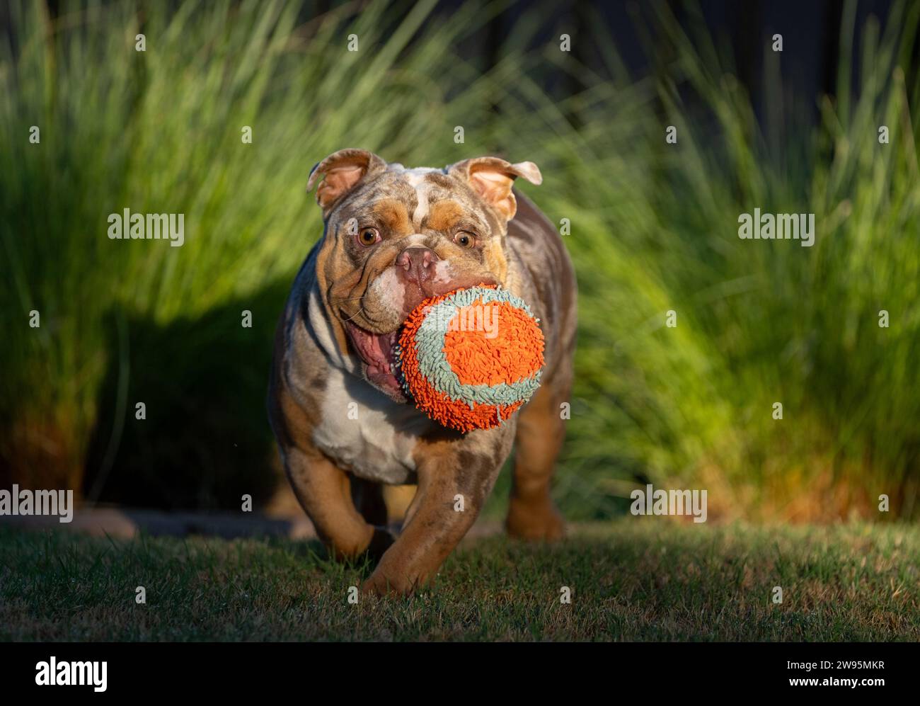 Non-standard colored merle bulldog with an orange toy running at the park Stock Photo