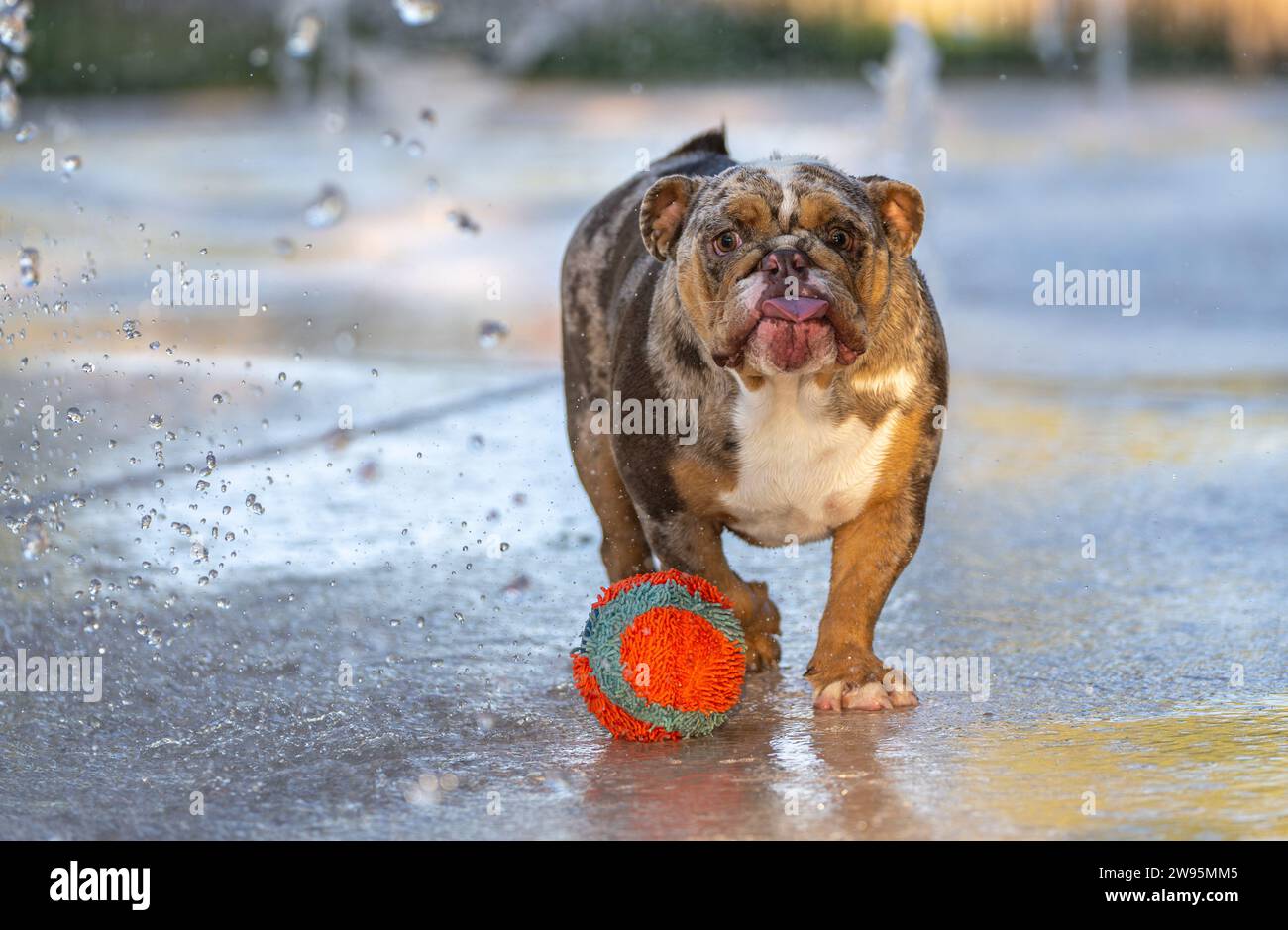 Off colored brown and red bulldog playing in the water with an orange ball Stock Photo