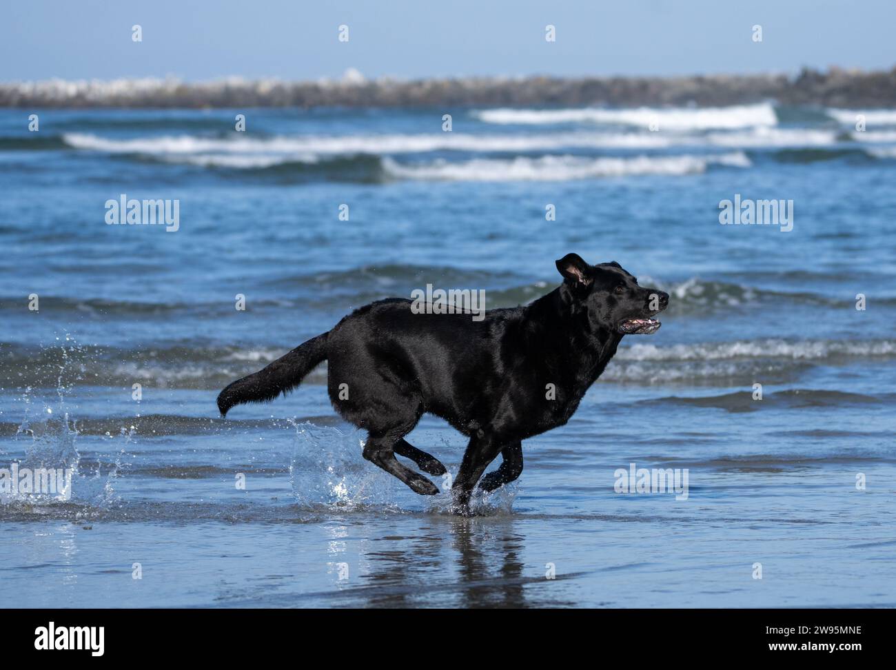Black Lab at the beach running and splashing in the surf Stock Photo