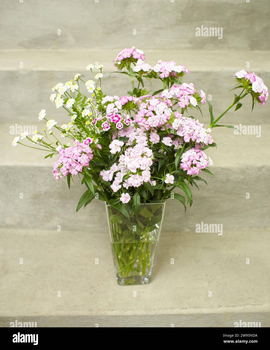Bunch o white and pink flowers of Dianthus, Carnation in the vase. Stock Photo