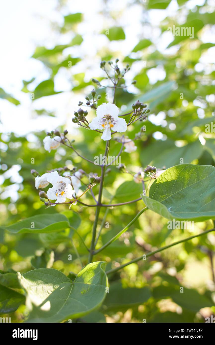 White flowers of Southern catalpa in the garden. Summer and spring time. Stock Photo