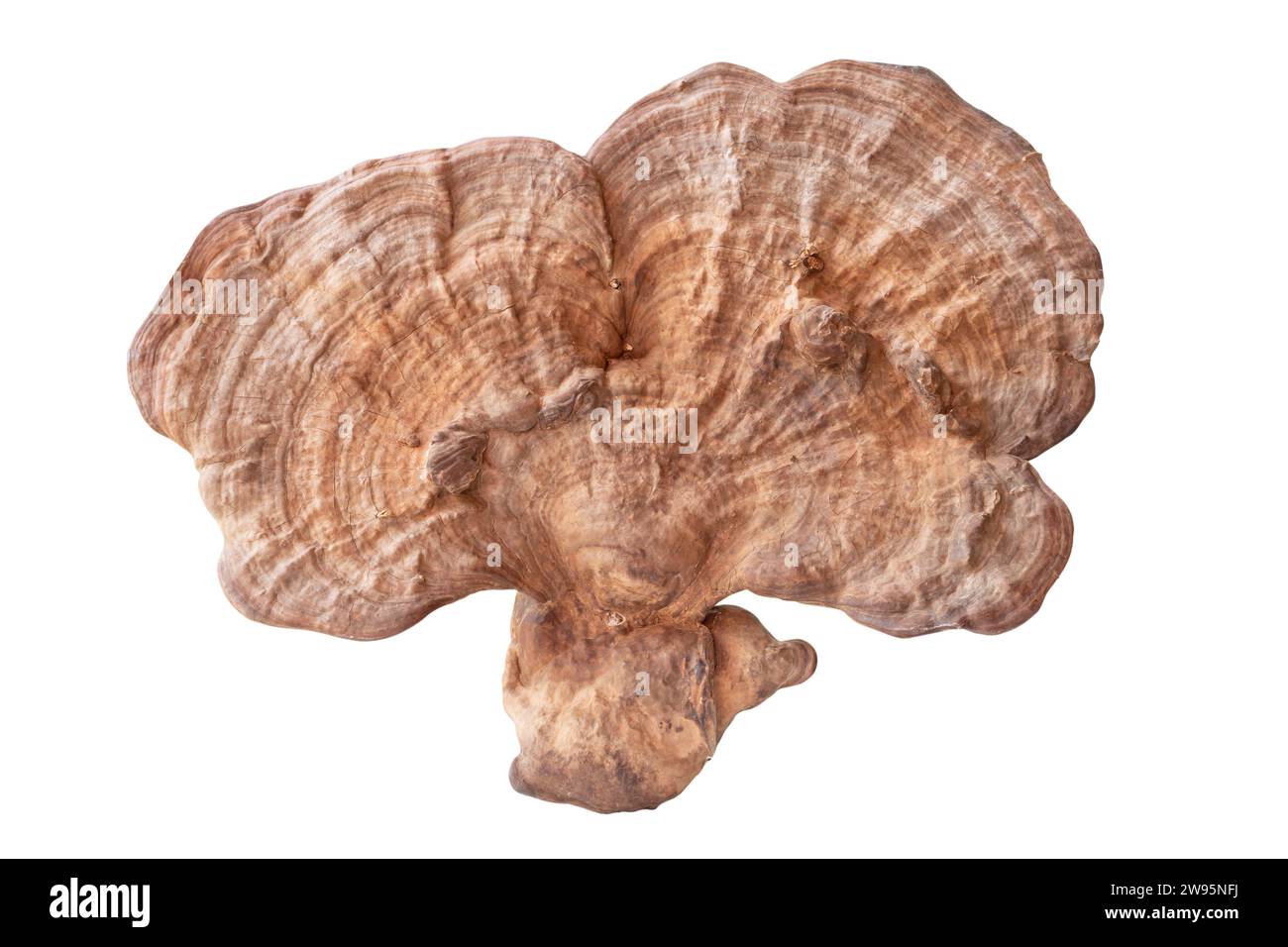 Big useful dry reishi mushroom is isolated on white background with