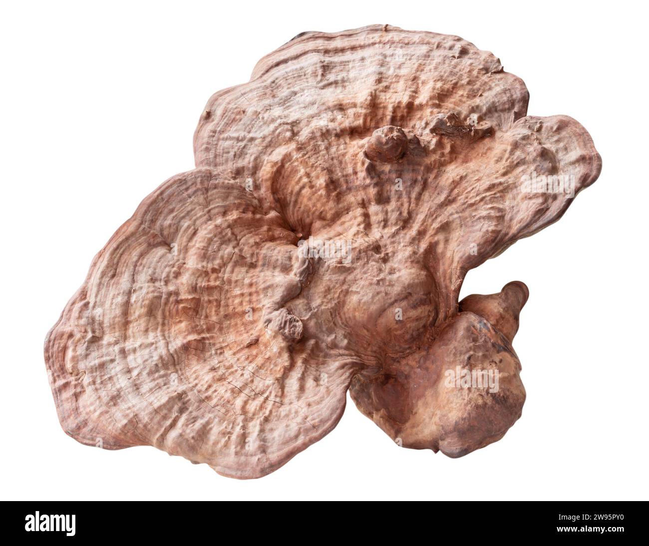 Big useful dry reishi mushroom is isolated on white background with