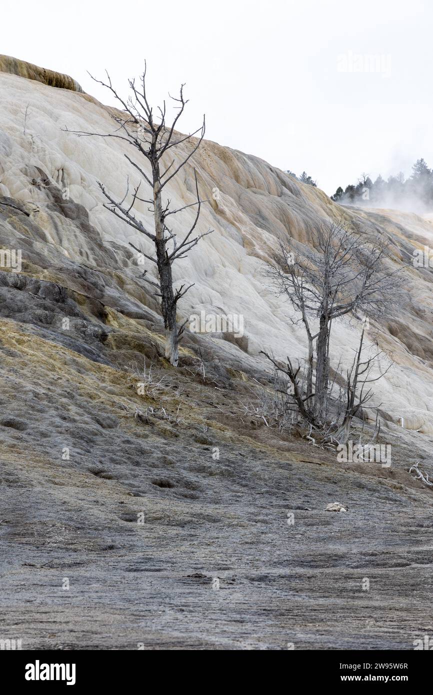 Dead trees among the geothermal formations at Mammoth Hot Springs Stock Photo