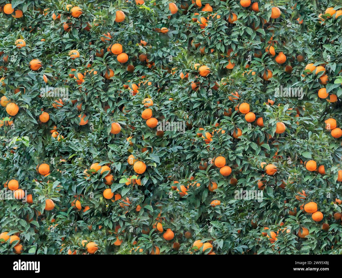 Background made up of green leaves and oranges Stock Photo Alamy