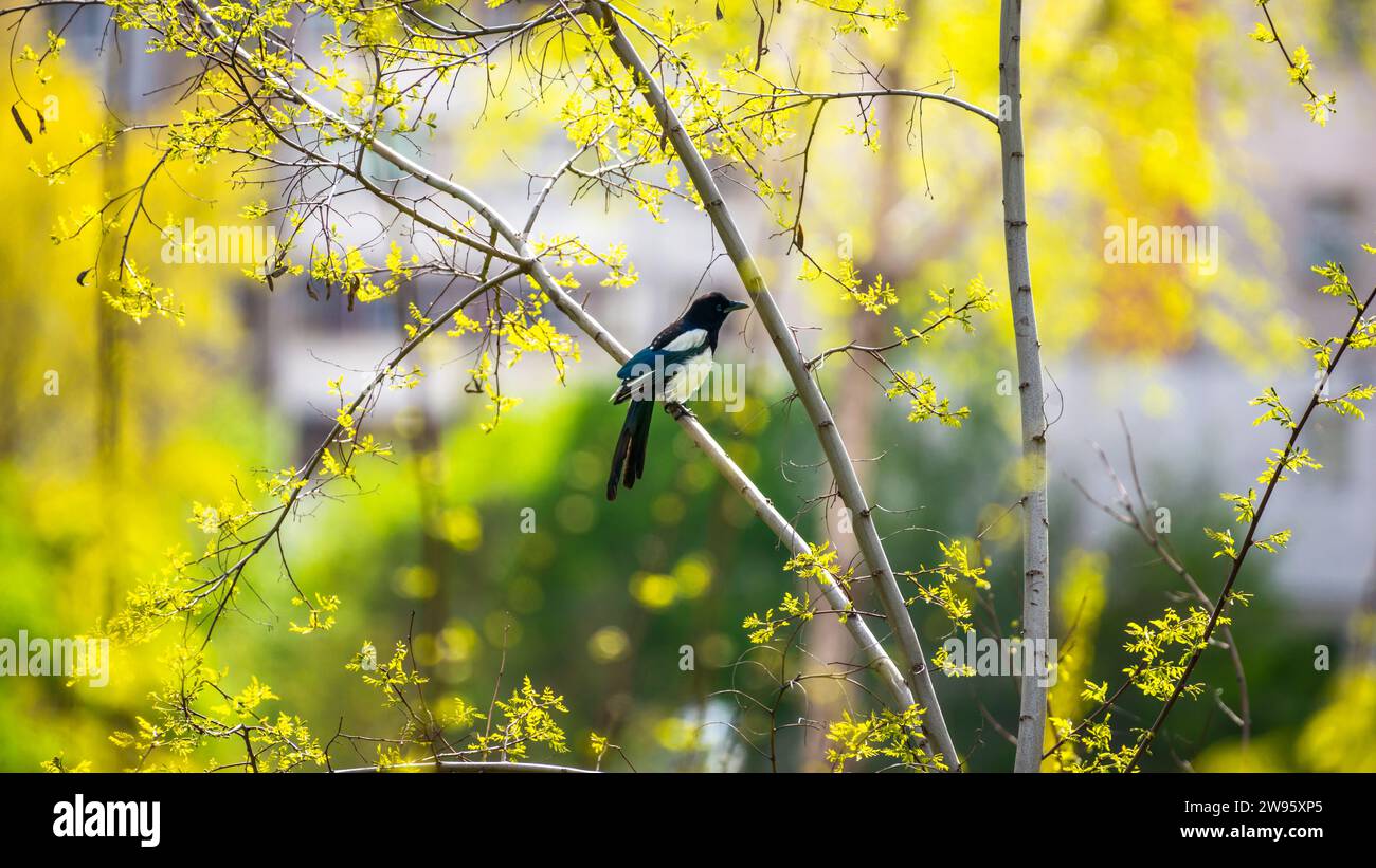 Magpie perched on a blooming yellow tree in spring. Stock Photo