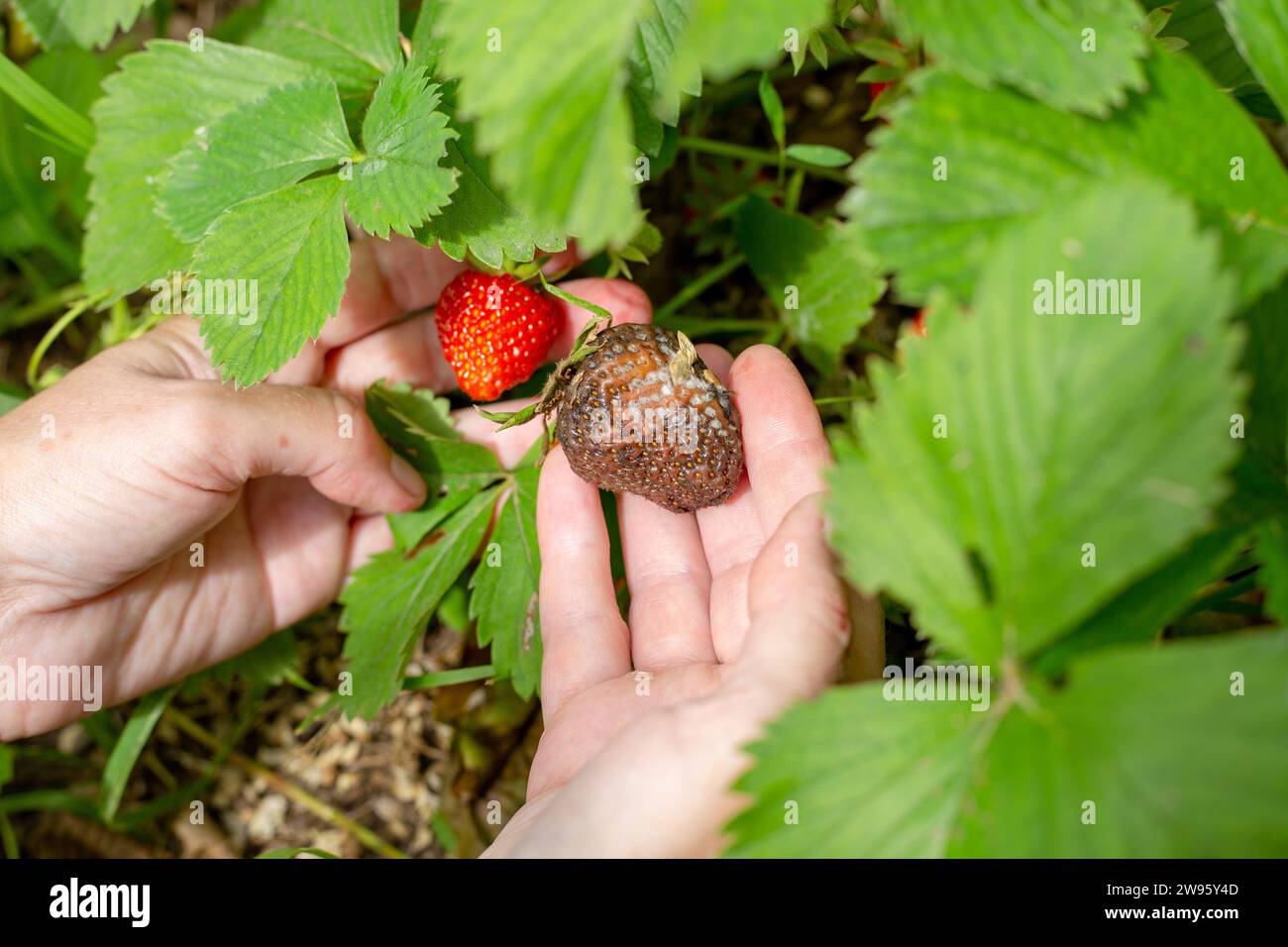 strawberry berry affected by gray rot in the hands of a gardener next to a healthy berry. Diseases of vegetables and berries. Stock Photo