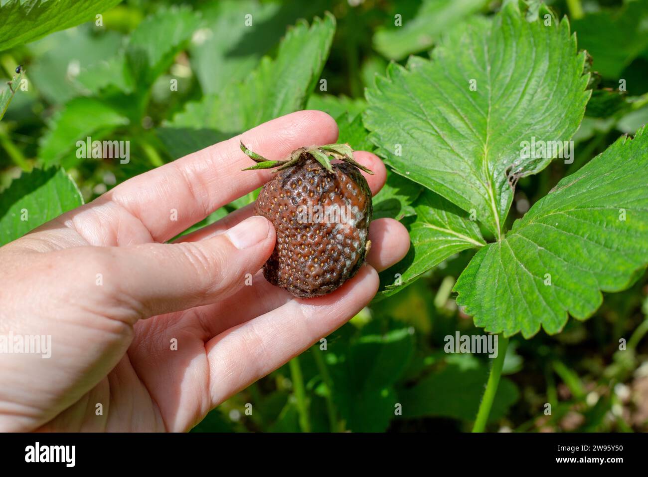 strawberry berry affected by gray rot in the hands of a gardener. Diseases of vegetables and berries. Stock Photo