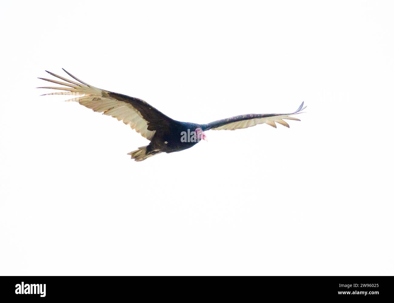 Turkey Vulture in Flight Hi Key Stock Photo Alamy