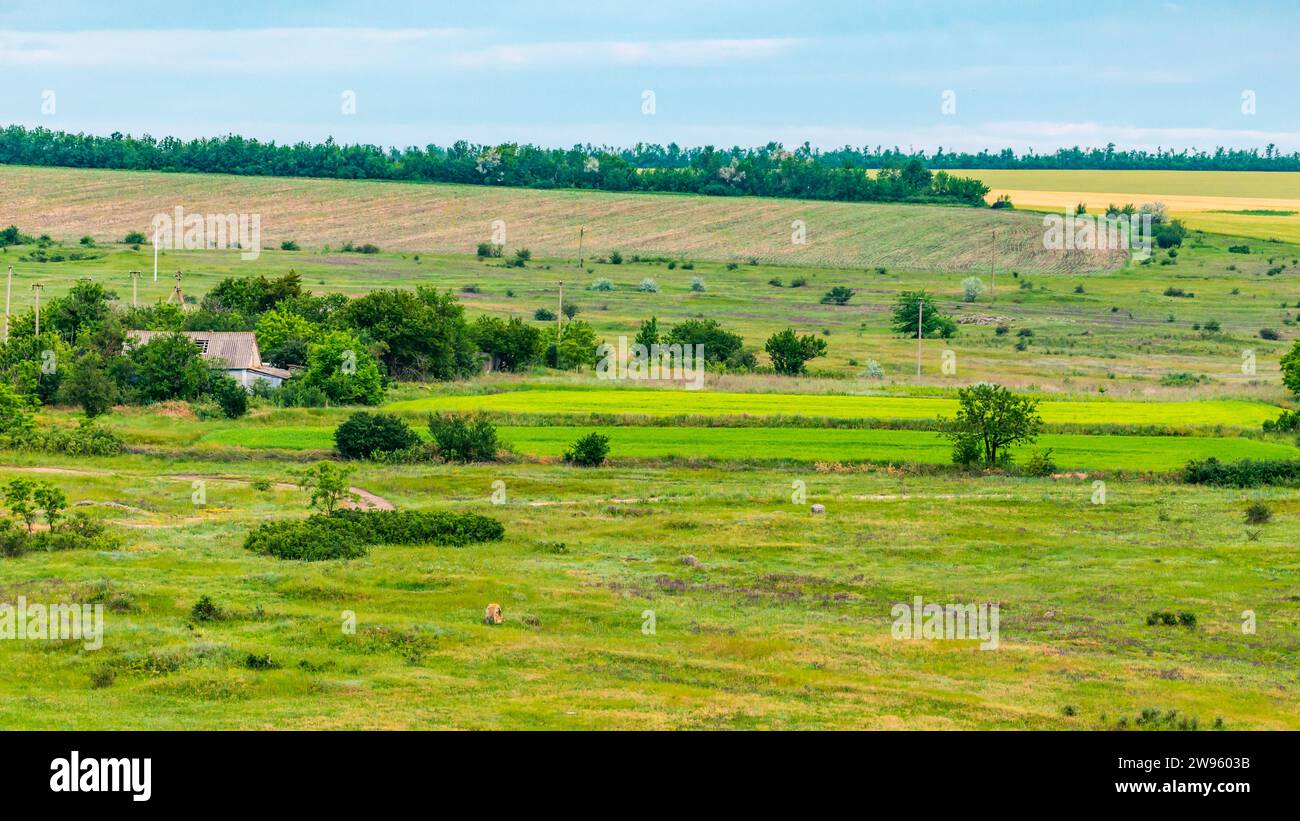 Verdant Ukrainian fields in spring with a rural house in the background. Stock Photo