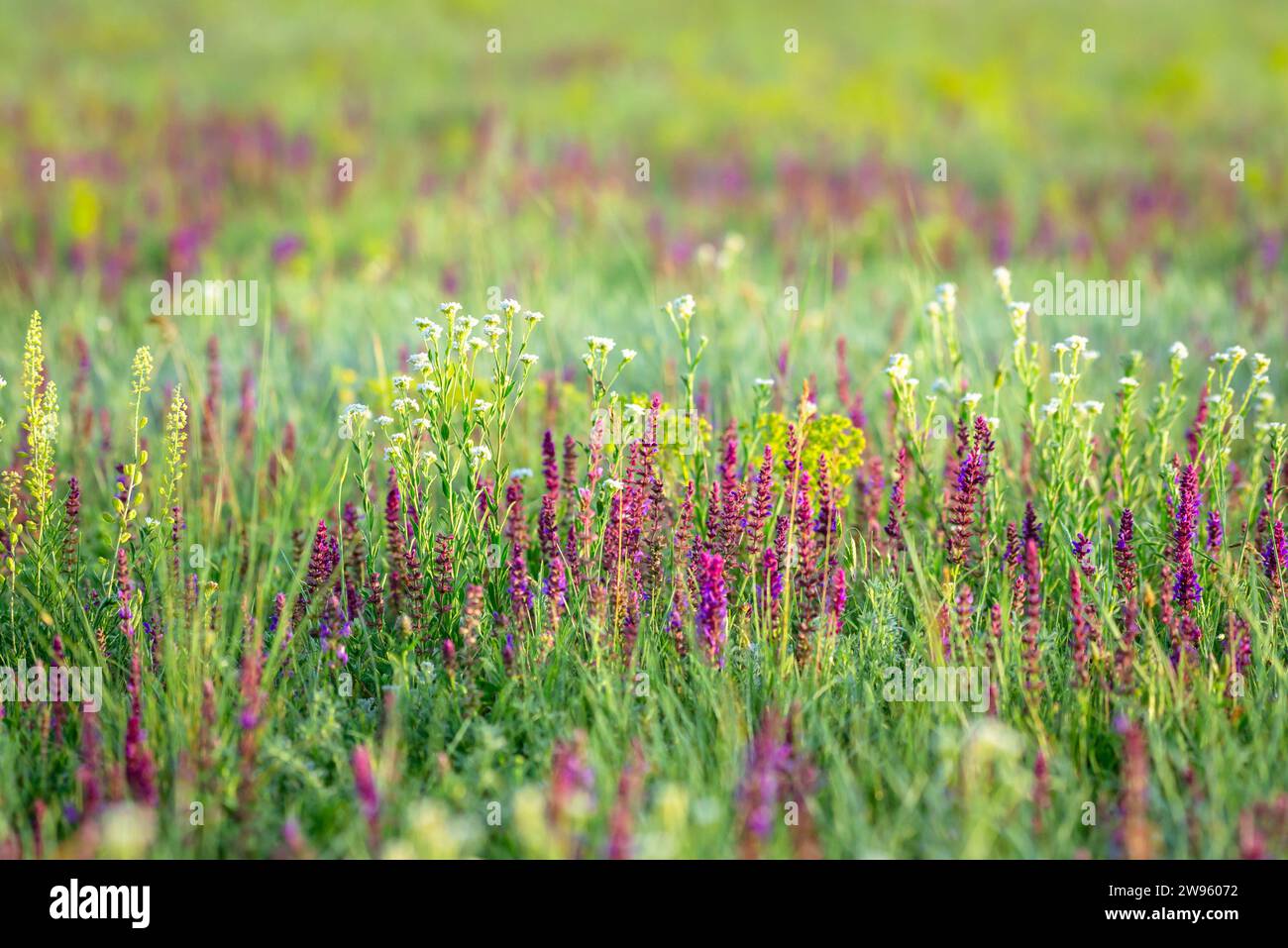Blooming wild meadow with colorful medicinal grasses in spring Stock ...