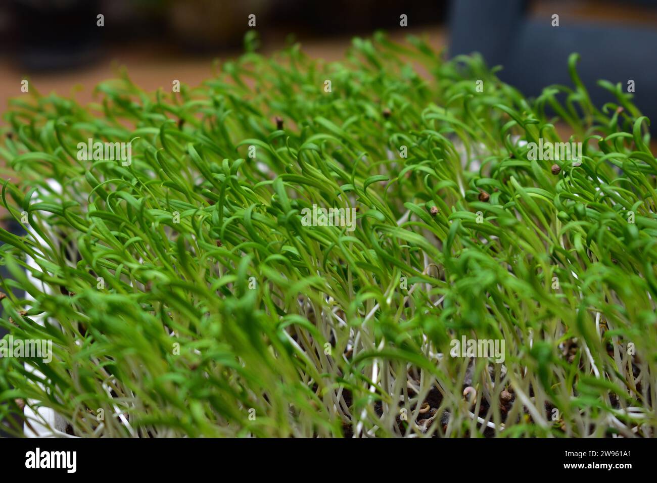 Close-up of fully grown dense spinach microgreens plants Stock Photo