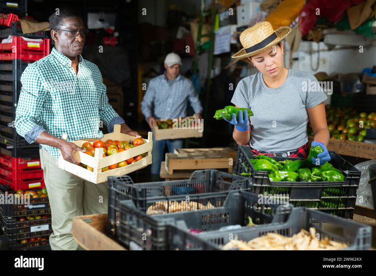 Female farm worker sorting harvested peppers and packing into boxes Stock Photo