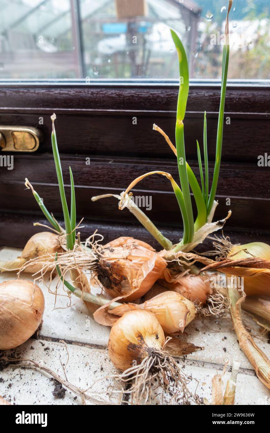 Onion bulbs sprouting on a kitchen window sill Stock Photo Alamy