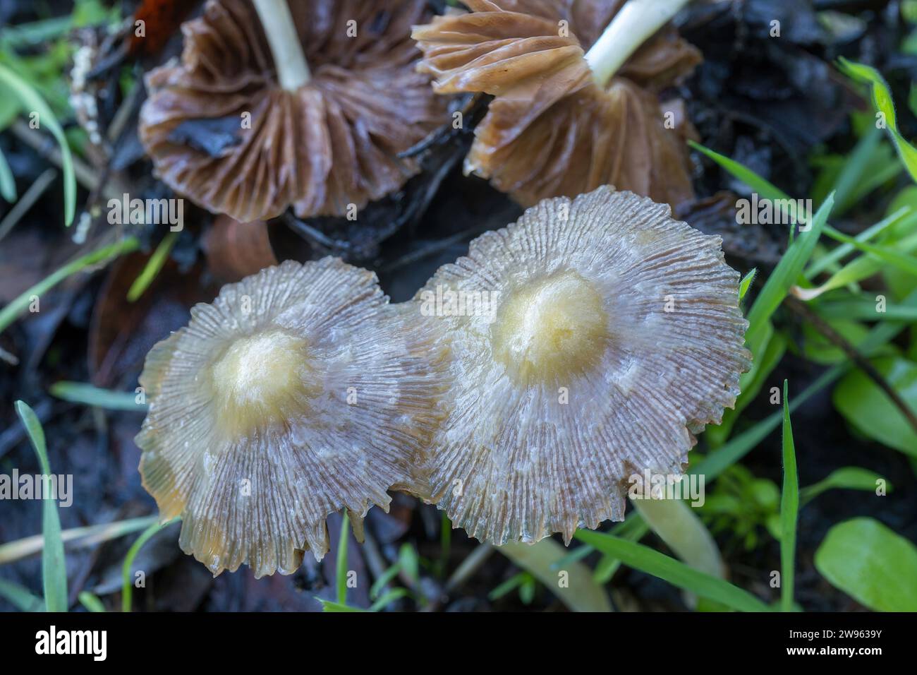 Rotting Bolbitius titubans commonly known as the sunny side up. Santa Clara County, California, USA. Stock Photo