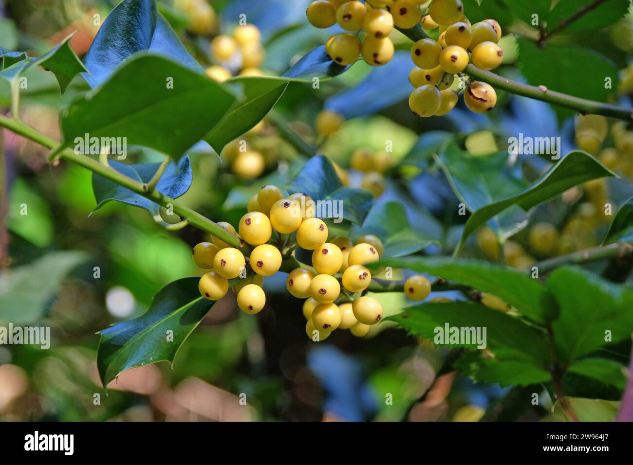 The yellow berries of the Ilex aquifolium 'BacciflavaÕ, yellow berried holly bush. Stock Photo