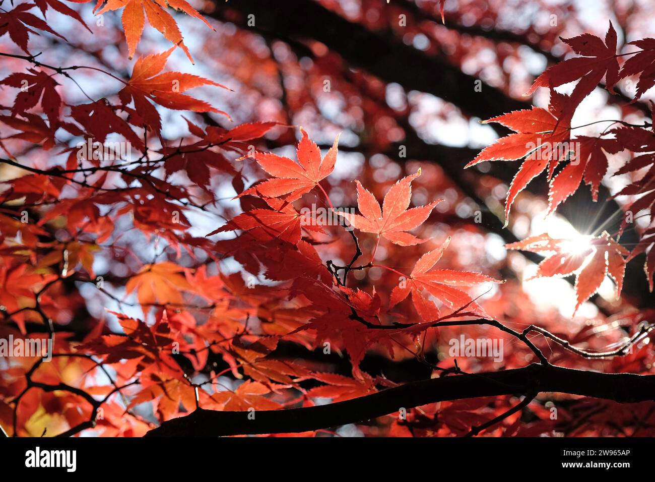 The red leaves of the Acer palmatum, or Japanese maple tree during its autumn display. Stock Photo