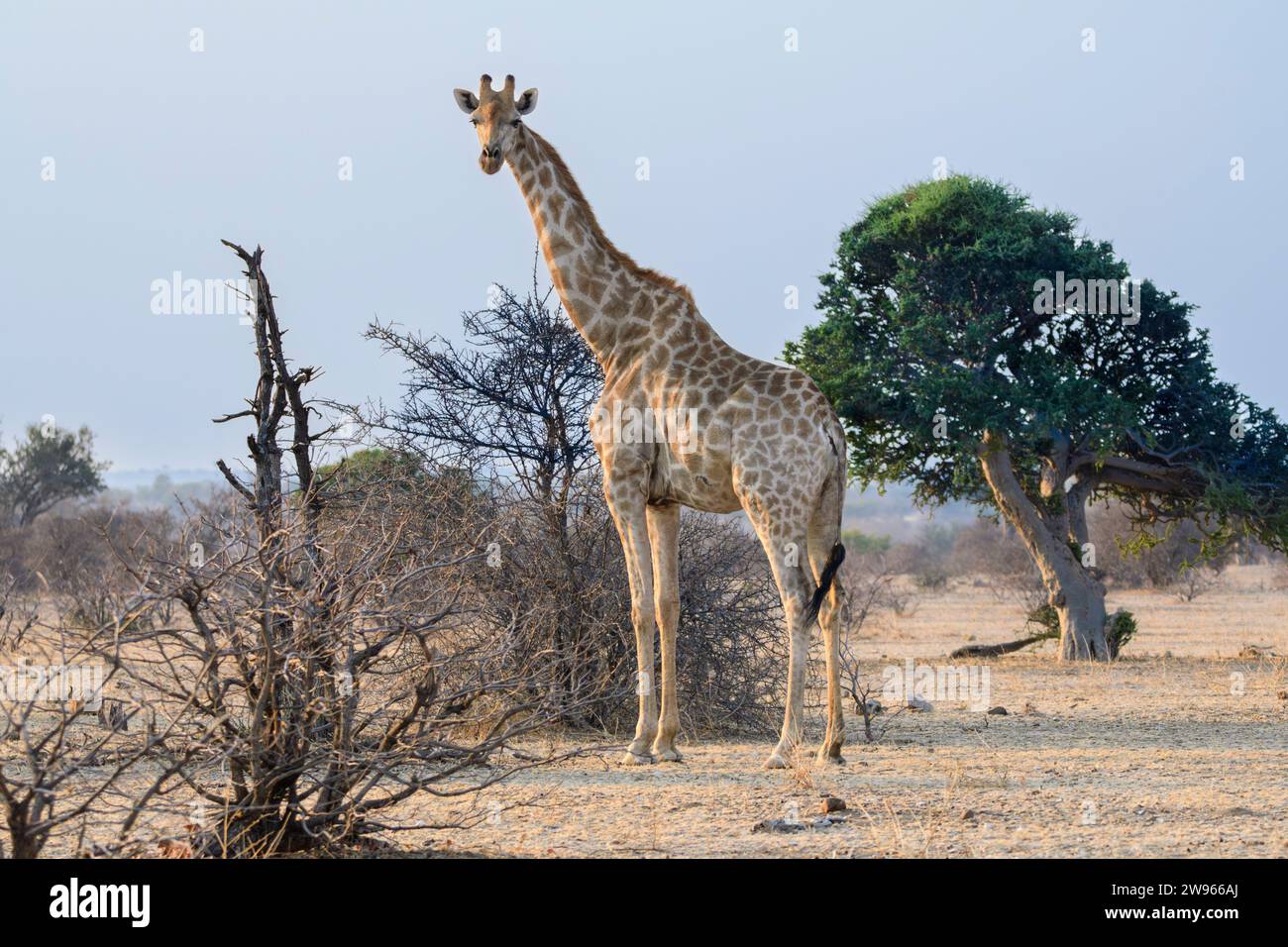Cape, or South African giraffe, Giraffa giraffa, Mashatu Game Reserve, Botswana Stock Photo