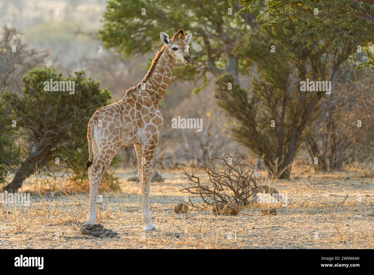 Calf giraffe nature reserve hi-res stock photography and images - Alamy