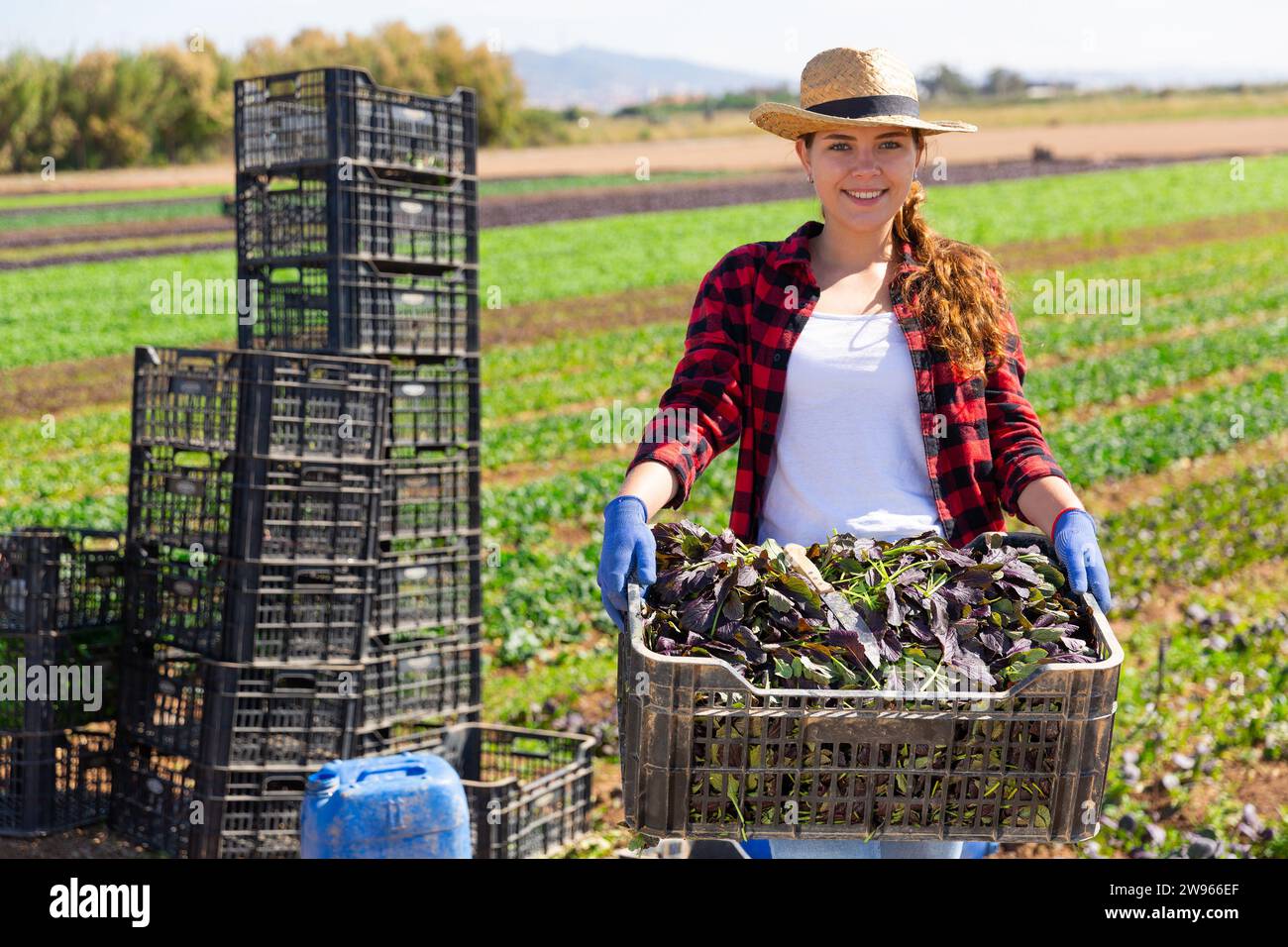 Smiling female farmer holding crate full of red mizuna in farm field ...