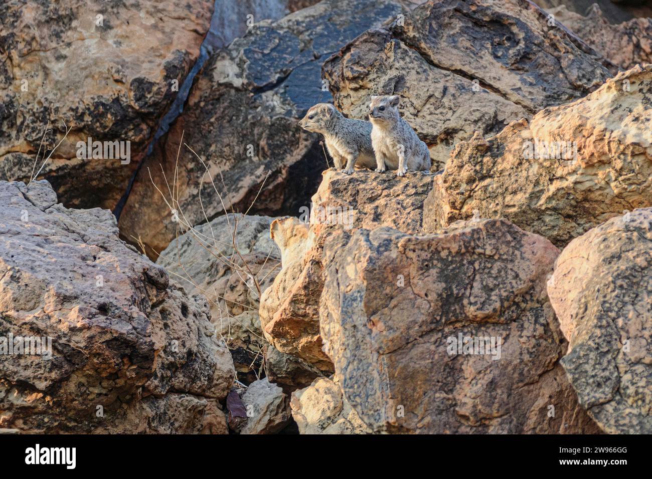 Yellow-spotted rock hyrax, Heterohyrax brucei, Mashatu Game Reserve, Botswana Stock Photo