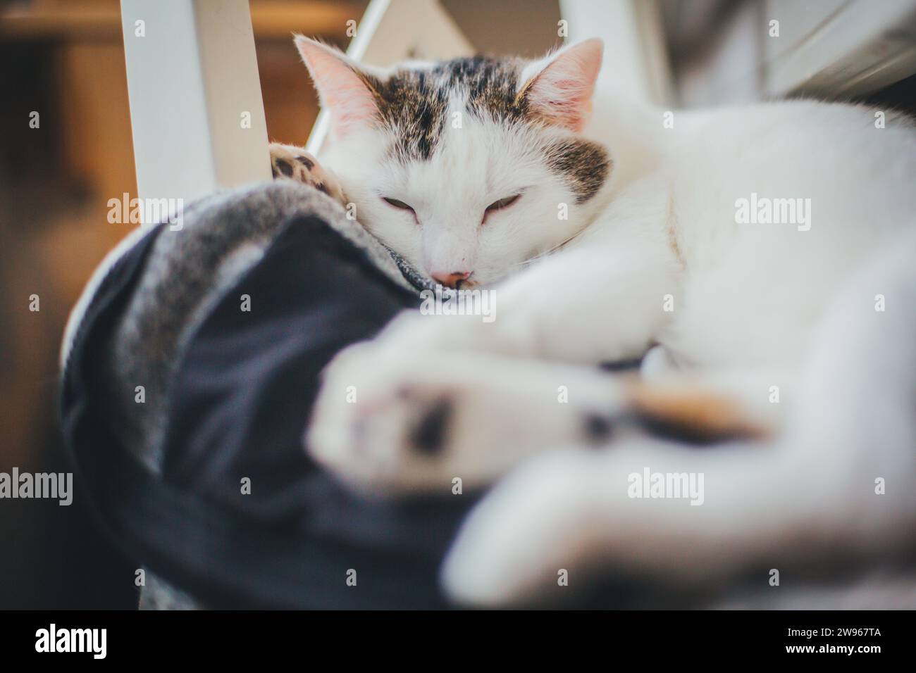White house cat relaxing Stock Photo