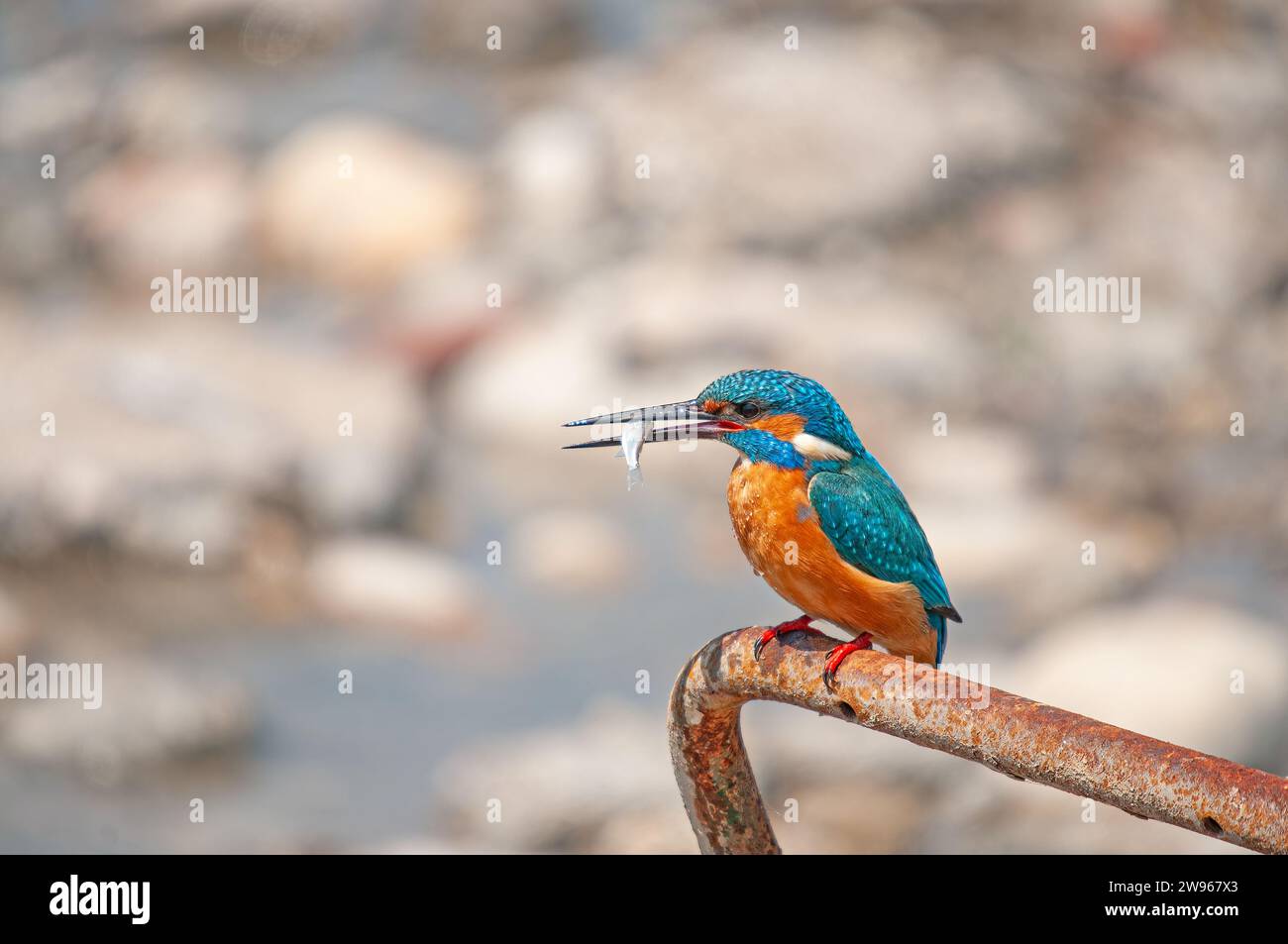 Kingfisher, Alcedo atthis, hunting on a rusty anchor in the harbour. Stock Photo