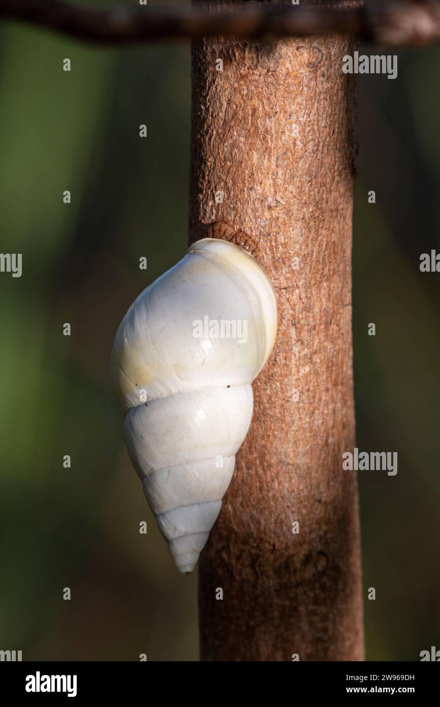 Florida Tree Snail Liguus fasciatus on Gumbo Limbo Tree Bursera
