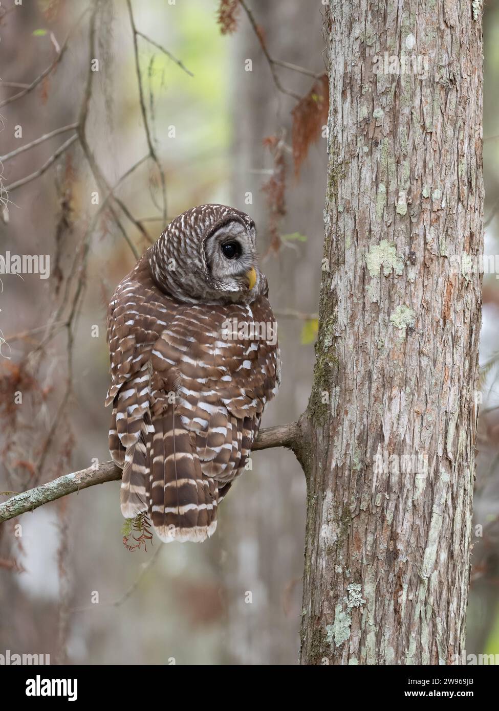 Barred owl sitting on a bald cypress branch in Lake Martin, a swamp in