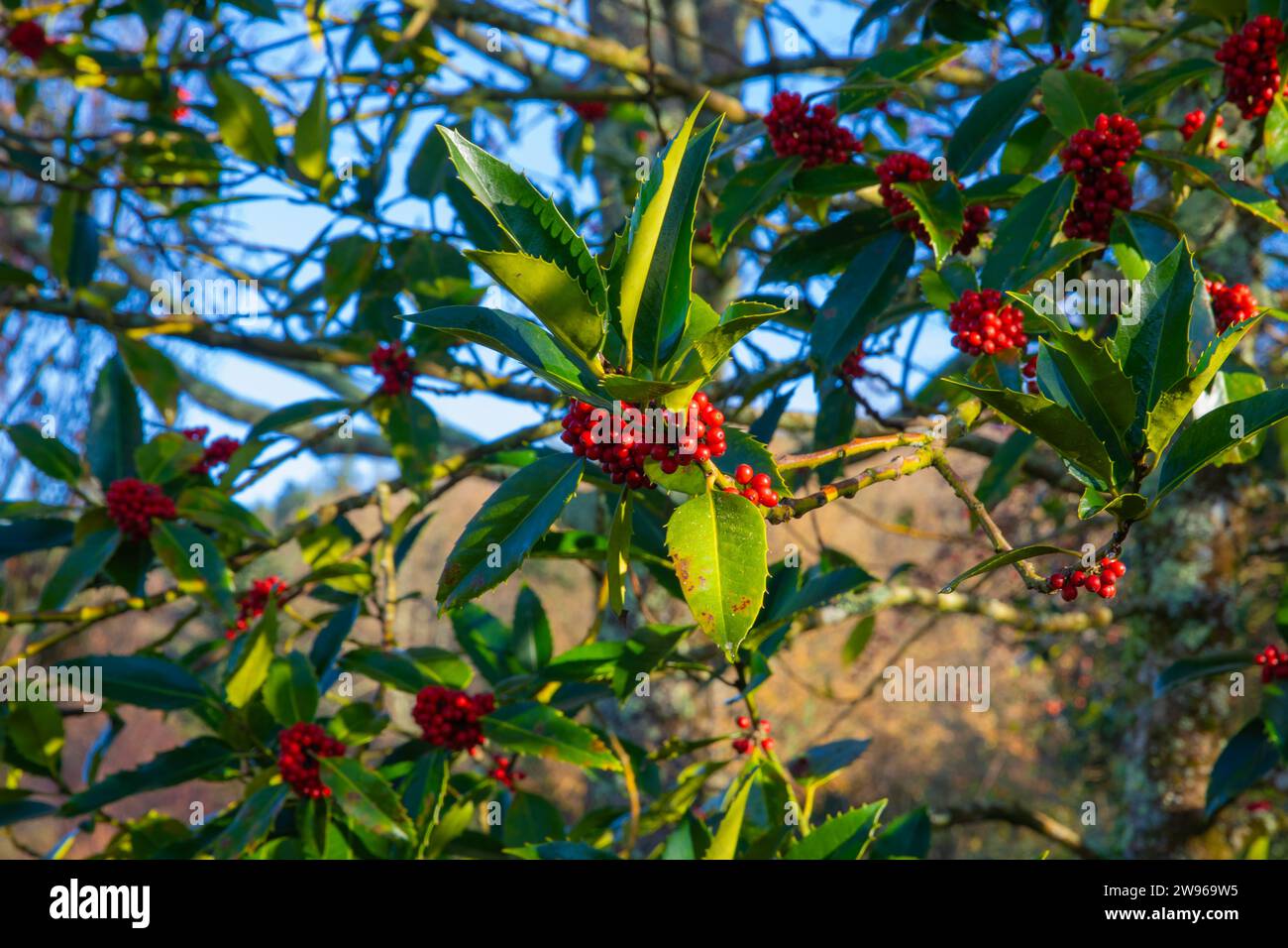 Berry bearing branches of the ilex x koehneana, or the chestnut leaf holly Stock Photo